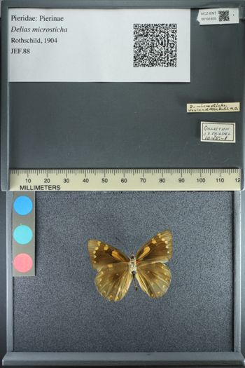 Media type: image;   Entomology 191835